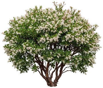 Sunset Manzanita cut-out illustration