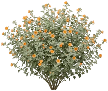 Superstition Mallow cut-out illustration