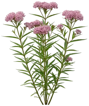 Swamp Milkweed cut-out illustration