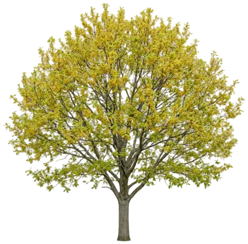Swamp White Oak cut-out illustration