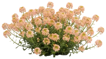 Apricot Sweet Alyssum cut-out illustration