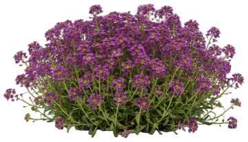 Lavender Stream cut-out illustration