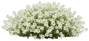 Sweet Alyssum cut-out illustration