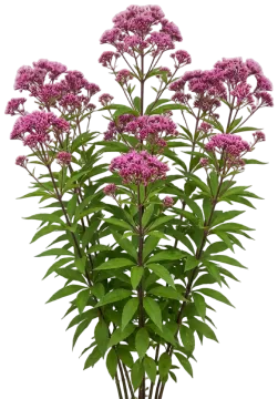 Sweet Joe Pye Weed cut-out illustration