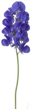 Royal Blue Sweet Pea cut-out illustration