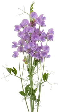 Lavender Sweet Pea cut-out illustration