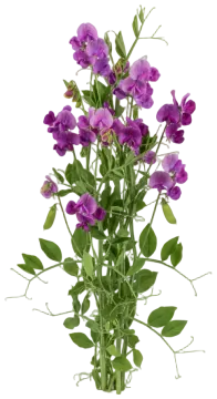Cupani cut-out illustration