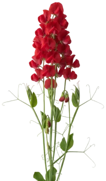 Royal Crimson Sweet Pea cut-out illustration