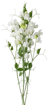 Royal White Sweet Pea cut-out illustration