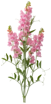 Sweet Pea cut-out illustration