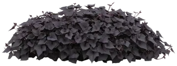 Blackie cut-out illustration