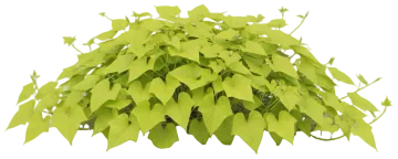 Sweet Potato Vine cut-out illustration