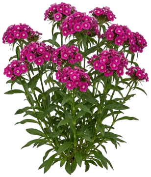 Sweet William cut-out illustration