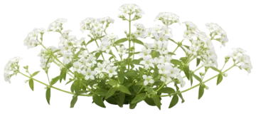 Sweet Woodruff cut-out illustration