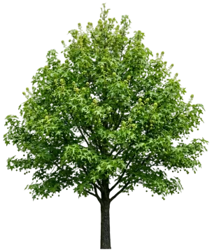 Sweetgum cut-out illustration