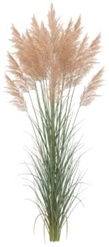 Switchgrass cut-out illustration