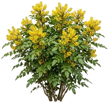 Tall Oregon Grape cut-out illustration