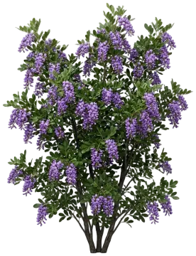 Texas Mountain Laurel cut-out illustration