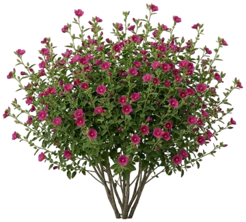 Texas Rock Rose cut-out illustration