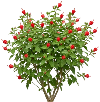 Texas Turk's Cap cut-out illustration
