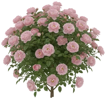 The Alnwick Rose cut-out illustration