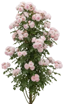 The Generous Gardener cut-out illustration