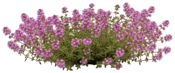 Thyme cut-out illustration