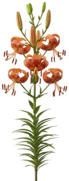 Tiger Lily cut-out illustration