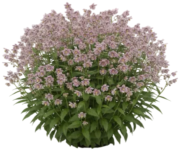 Toad Lily cut-out illustration