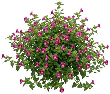 Kauai Rose cut-out illustration