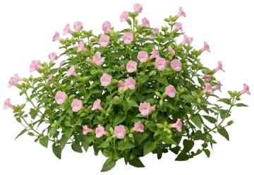 Pink Wishbone Flower cut-out illustration