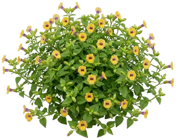 Yellow Wishbone Flower cut-out illustration