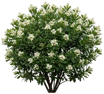 Toyon cut-out illustration