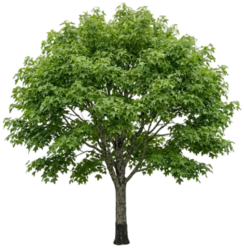 Trident Maple cut-out illustration