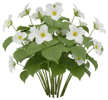 Trillium cut-out illustration
