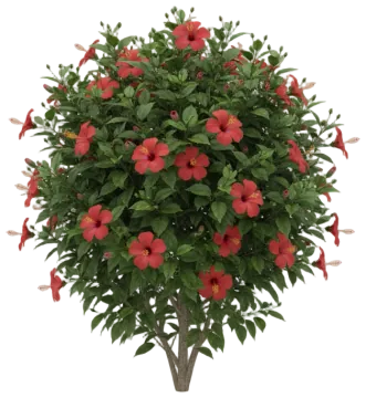 Coral Tropical Hibiscus cut-out illustration