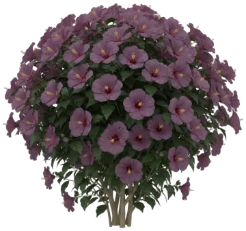 Lavender Tropical Hibiscus cut-out illustration