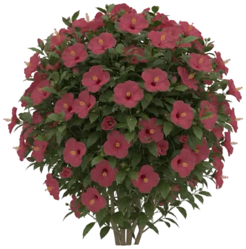 Magenta Tropical Hibiscus cut-out illustration