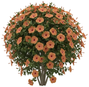 Orange Tropical Hibiscus cut-out illustration