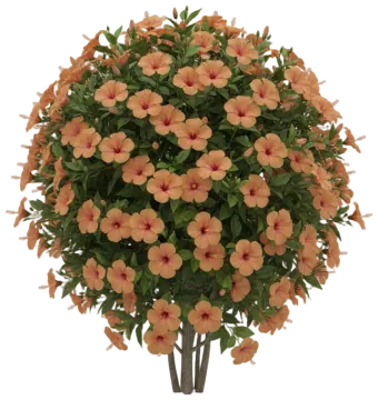 Peach Tropical Hibiscus cut-out illustration
