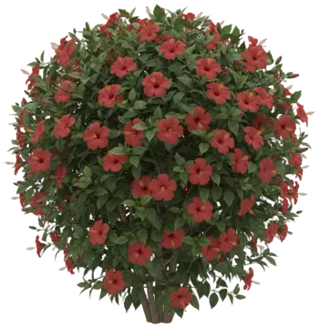 Red Tropical Hibiscus cut-out illustration