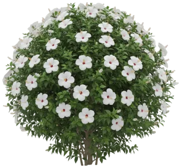 White Tropical Hibiscus cut-out illustration