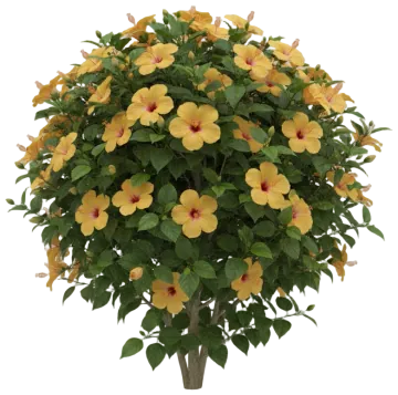 Yellow Tropical Hibiscus cut-out illustration
