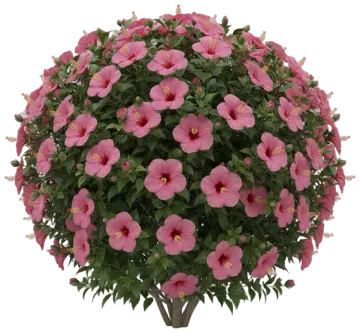 Tropical Hibiscus cut-out illustration