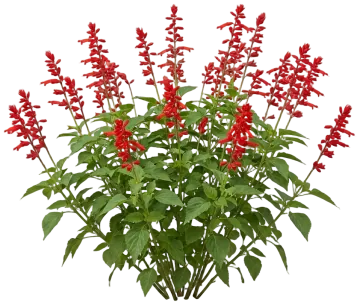 Tropical Sage cut-out illustration