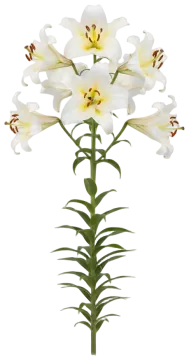 Trumpet Lily cut-out illustration