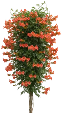 Crimson Trumpet cut-out illustration