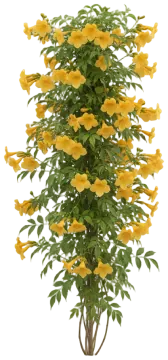 Flava (Yellow Trumpet) cut-out illustration