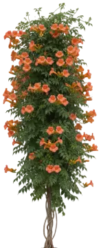 Trumpet Vine cut-out illustration