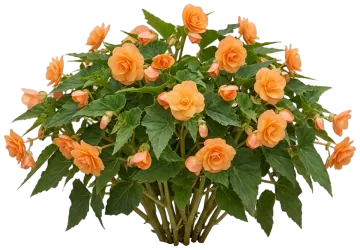 Apricot Tuberous Begonia cut-out illustration